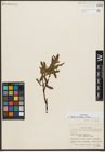 Foto von Salix pulchra Cham.